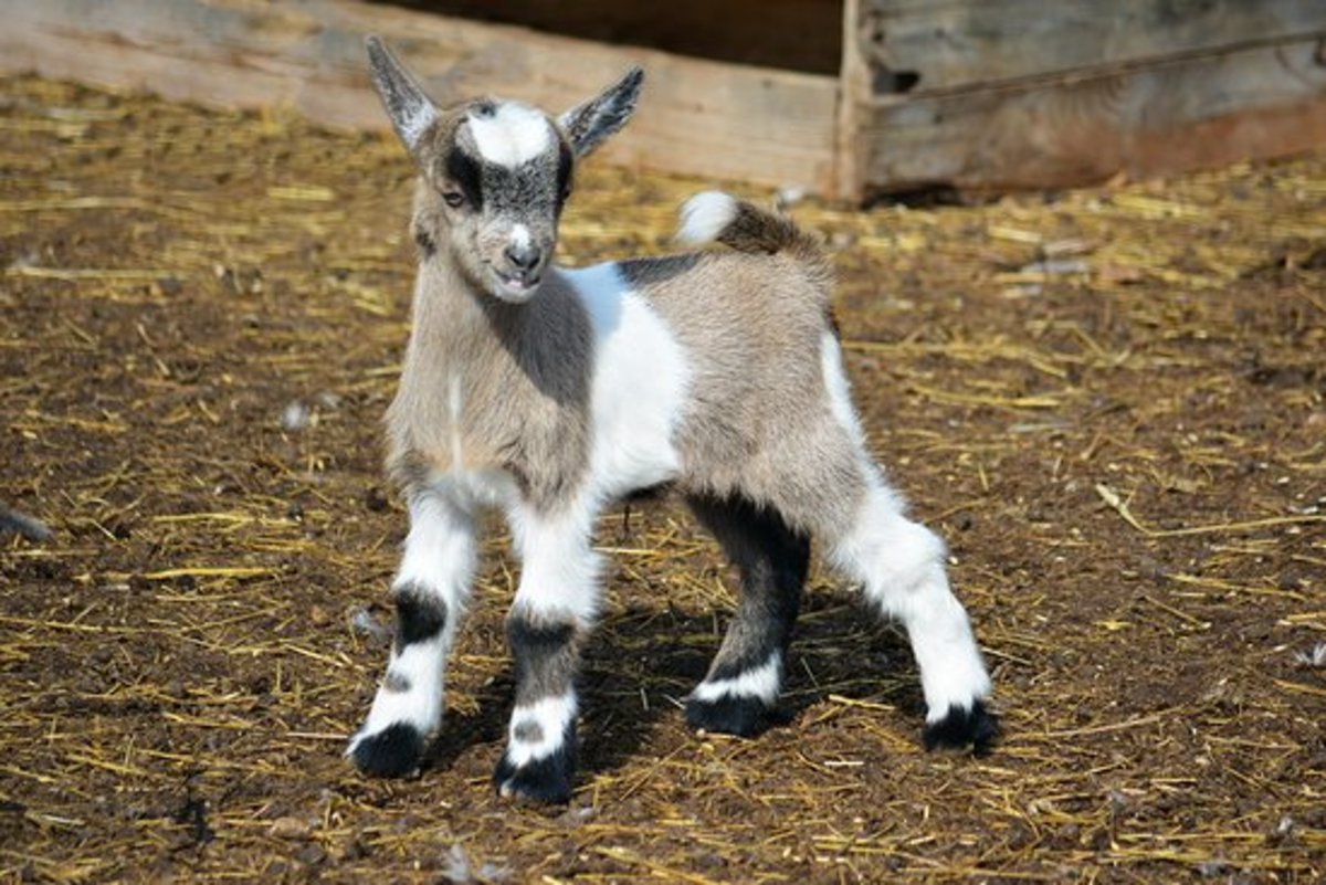 Miniature Farm Animals: Pygmy Goats, Micro Pigs, and More
