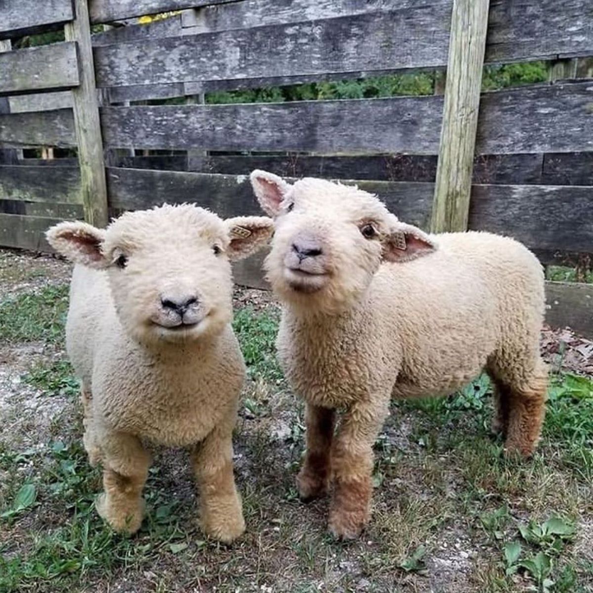Babydoll sheep