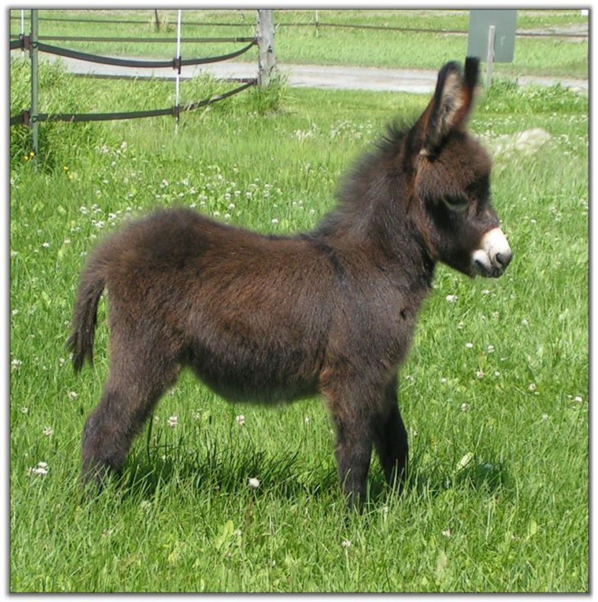 Miniature donkey 