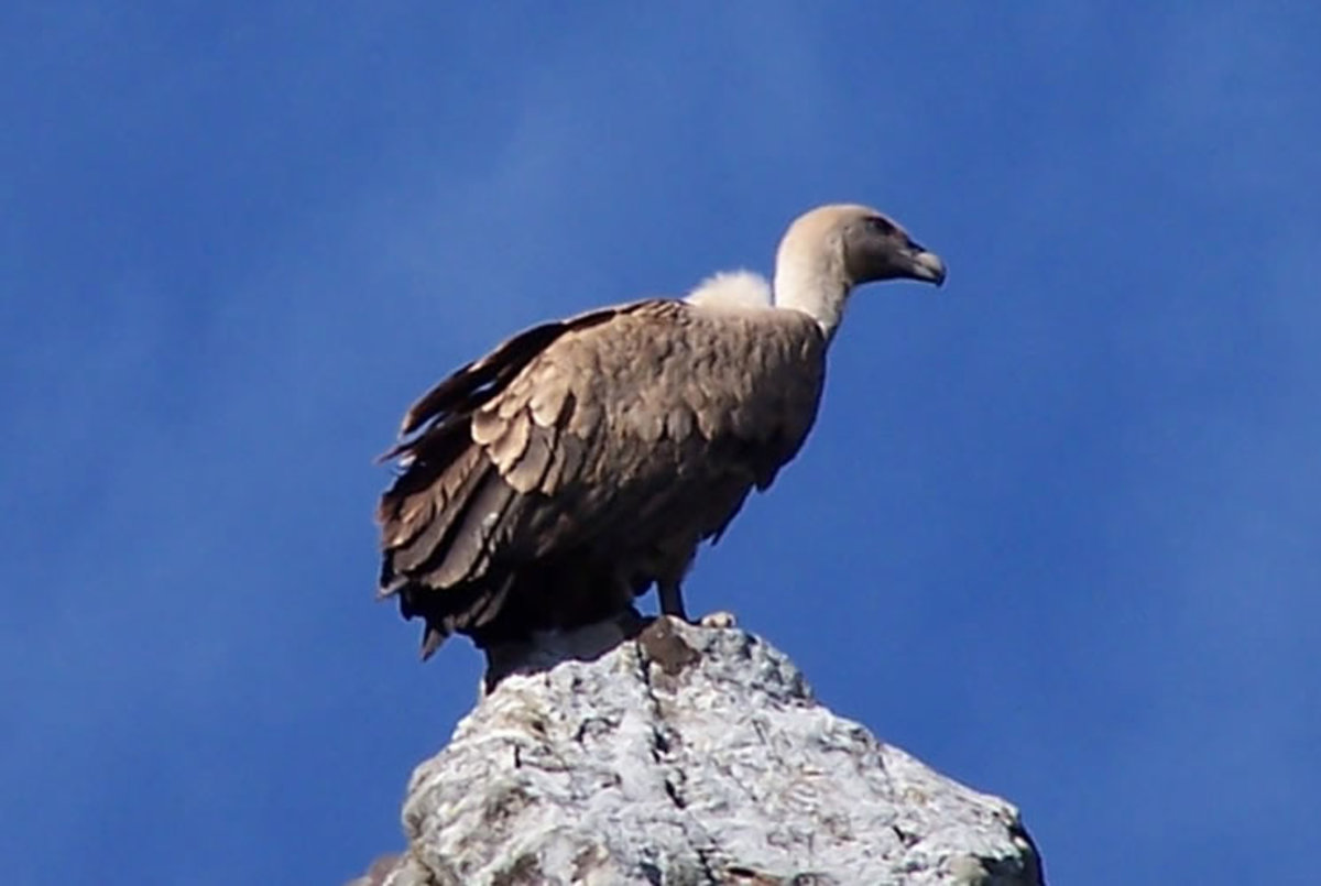  Griffon Vulture/Photo from: spanishholidayfarmhouse.com