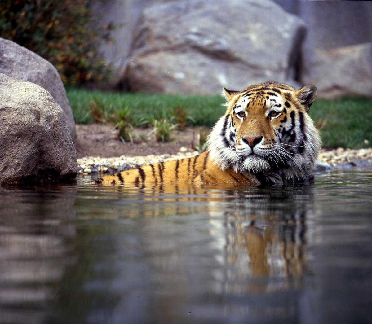 Siberian tiger, swimming