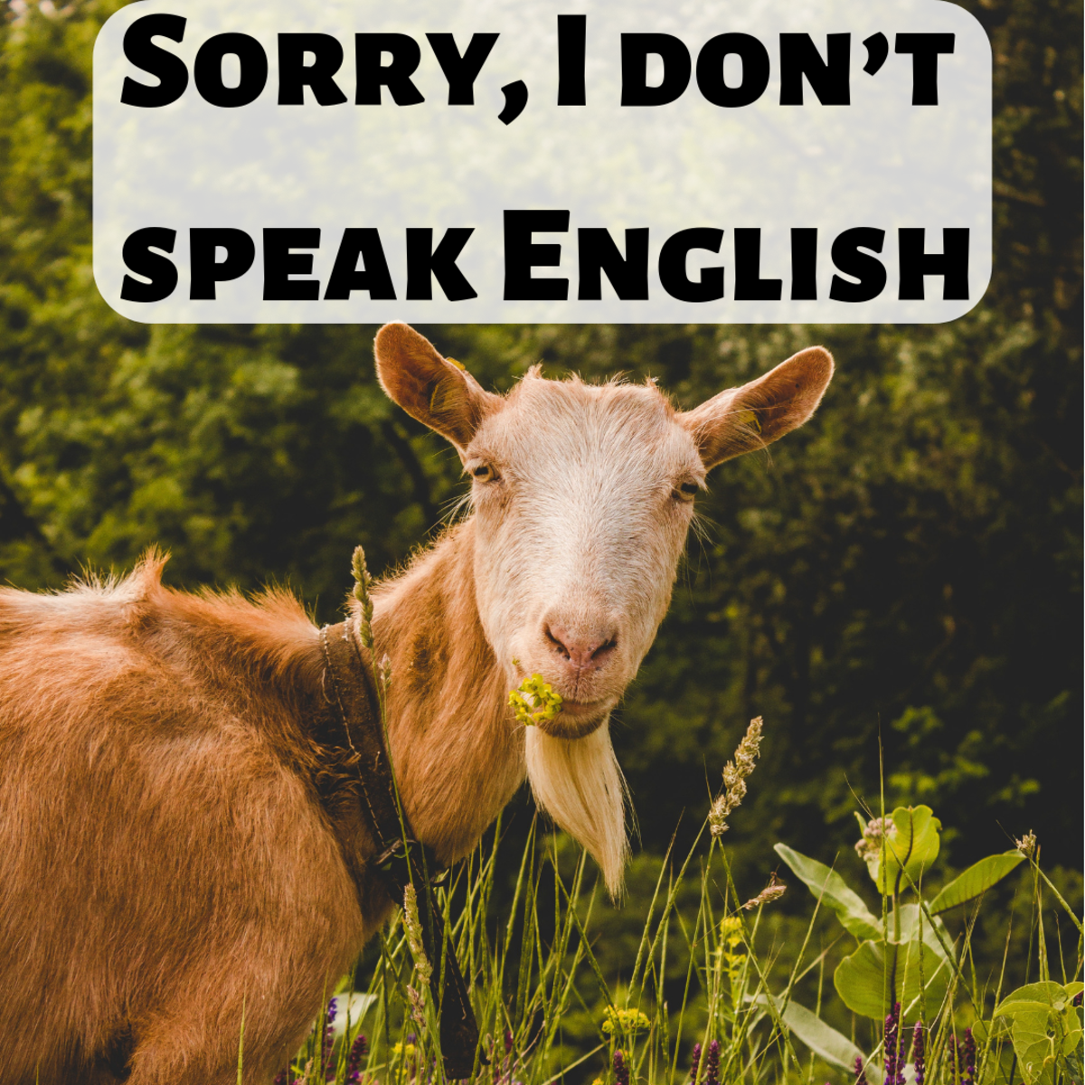 Sorry, I don't speak English.
