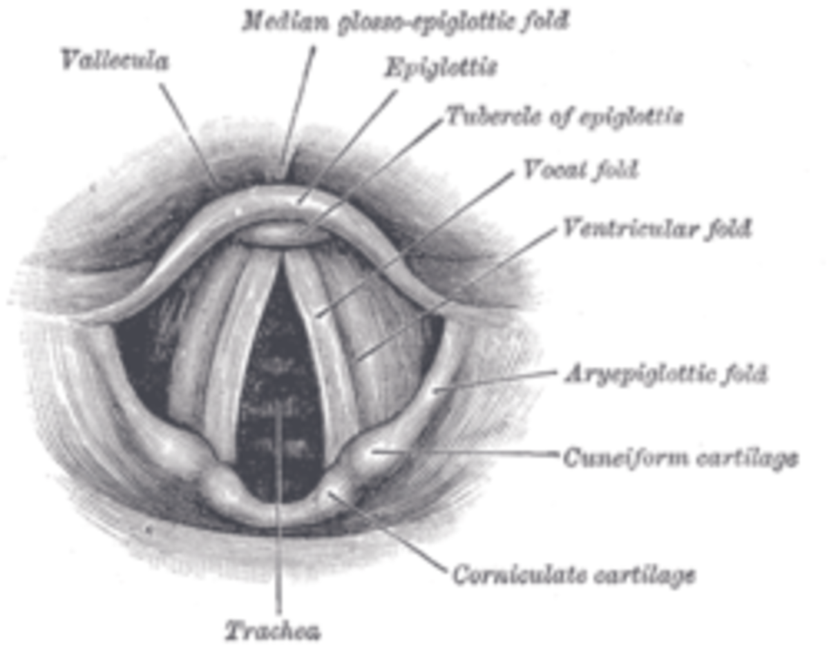 Laryngoscopic view of the vocal cords.