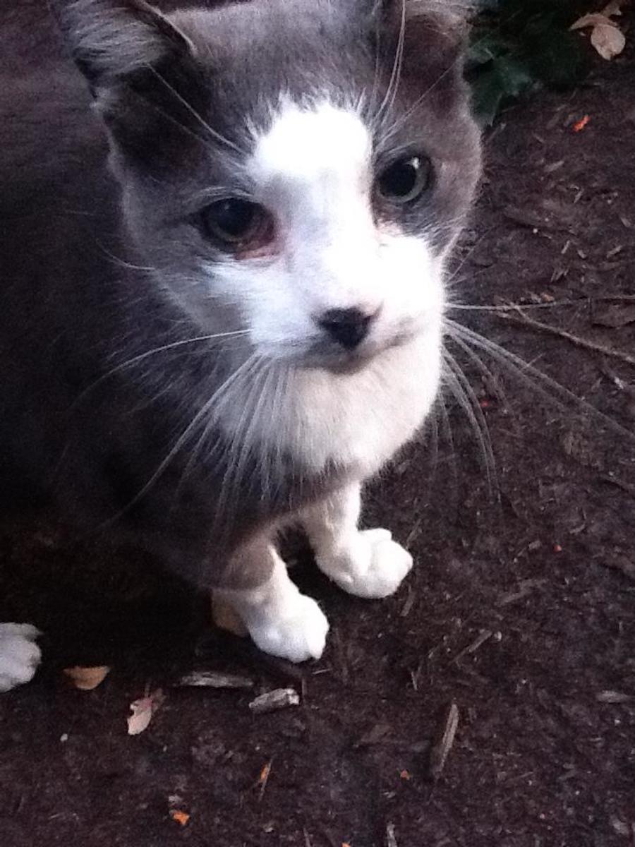 The Colonel was a gentle warrior, a cat who truly had a survivor's spirit.