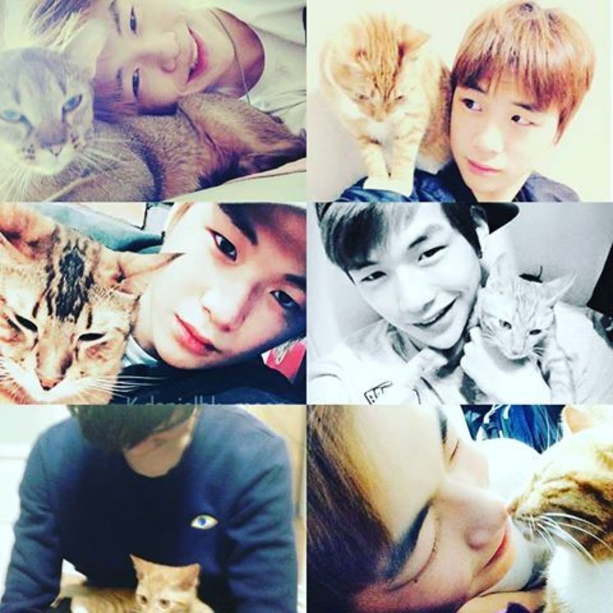 Kang Daniel with cats