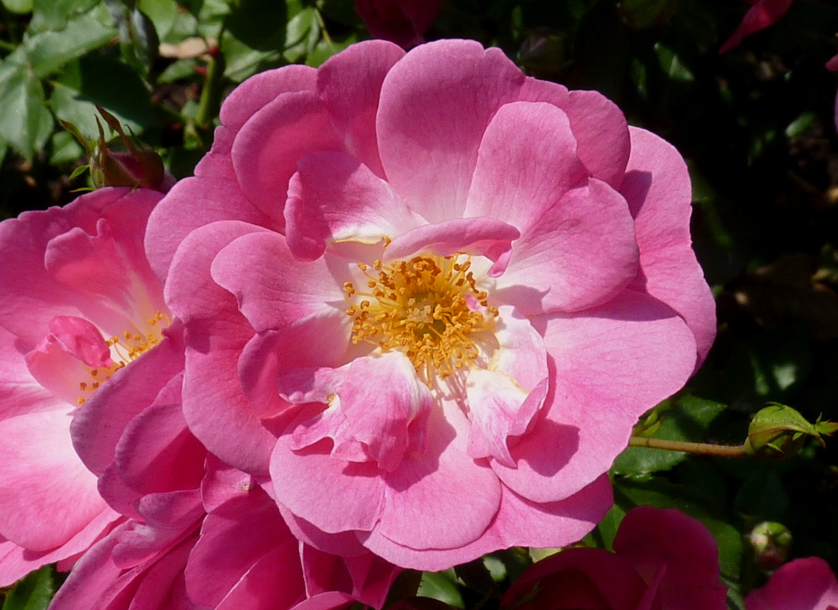 'Rosa'—Mozart