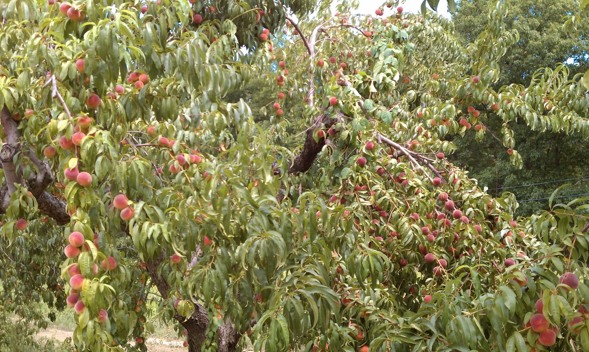 Peach trees at Smolak Farms