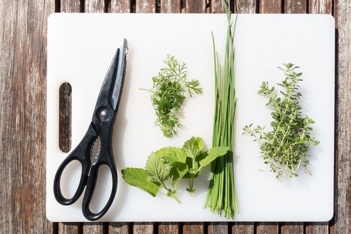 5 Herbs to Grow for Healing
