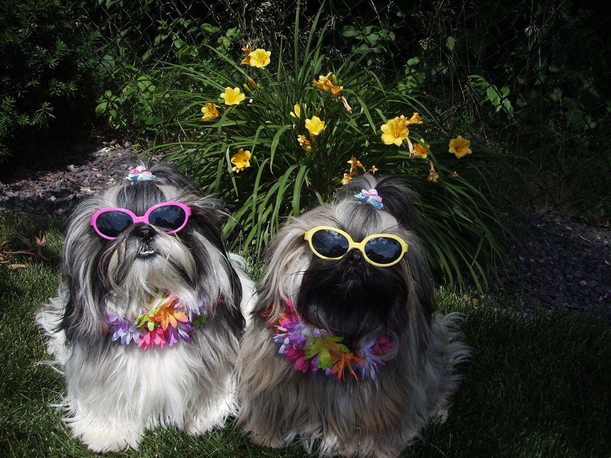 Just for fun!  Shih Tzu dogs wearing sunglasses!