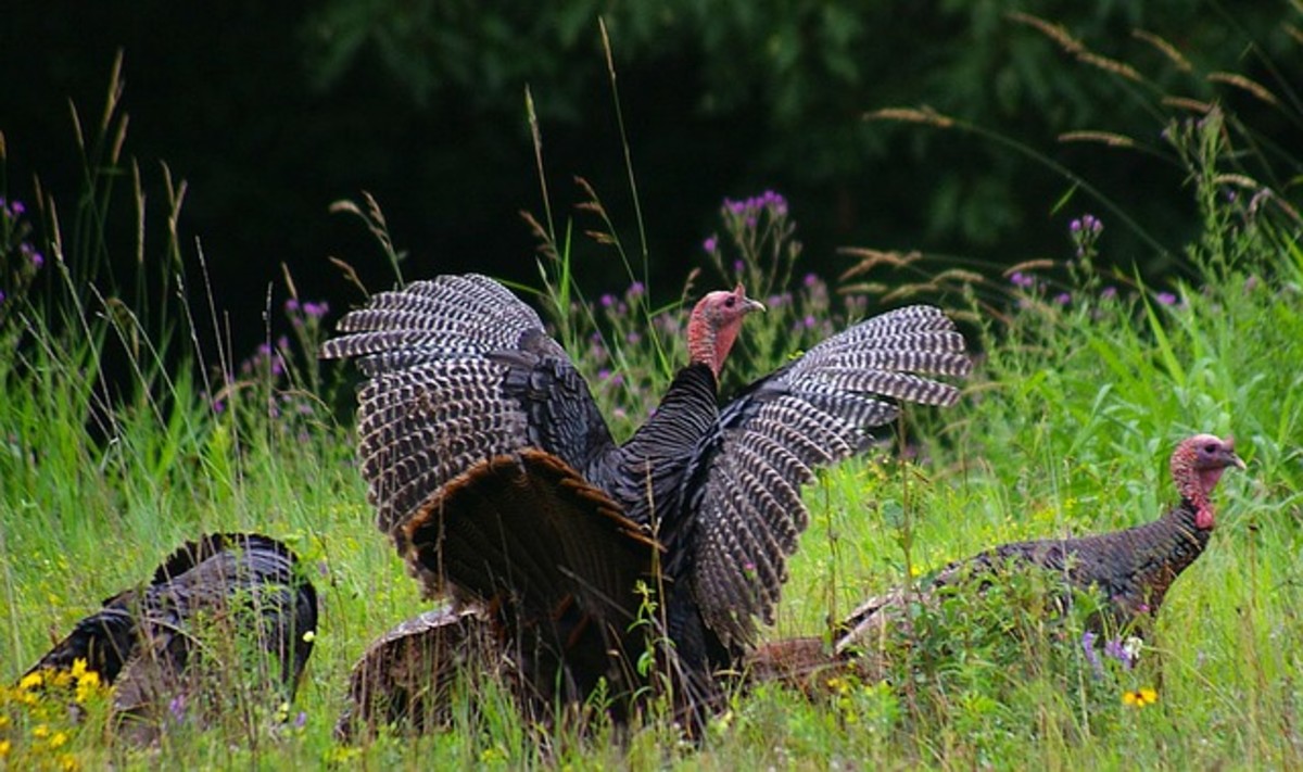 New Hampshire turkeys.