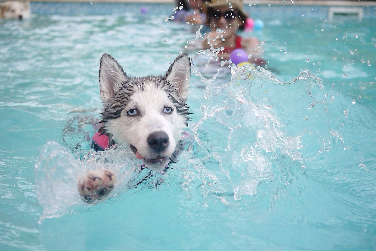 Swimming is a great way to increase fitness in both humans and dogs.