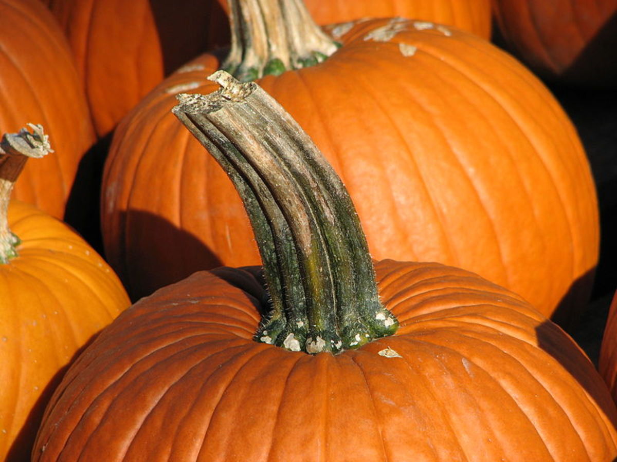 The Best Pumpkins for JackO'Lanterns Holidappy