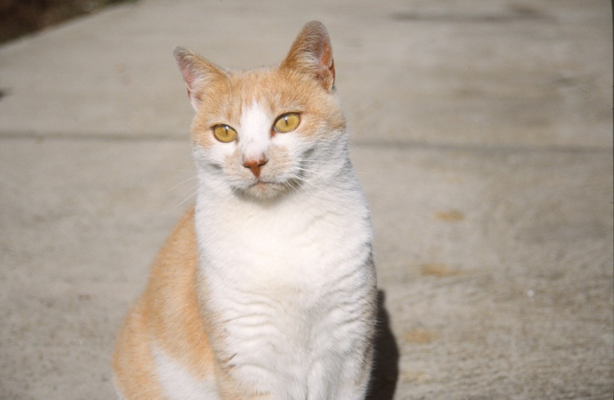 How to Scan Slides HubPages