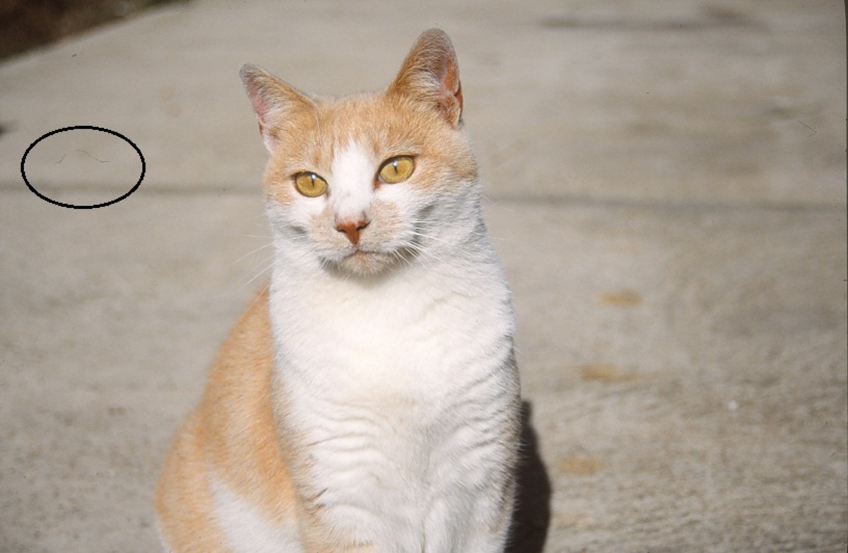 How to Scan Slides HubPages