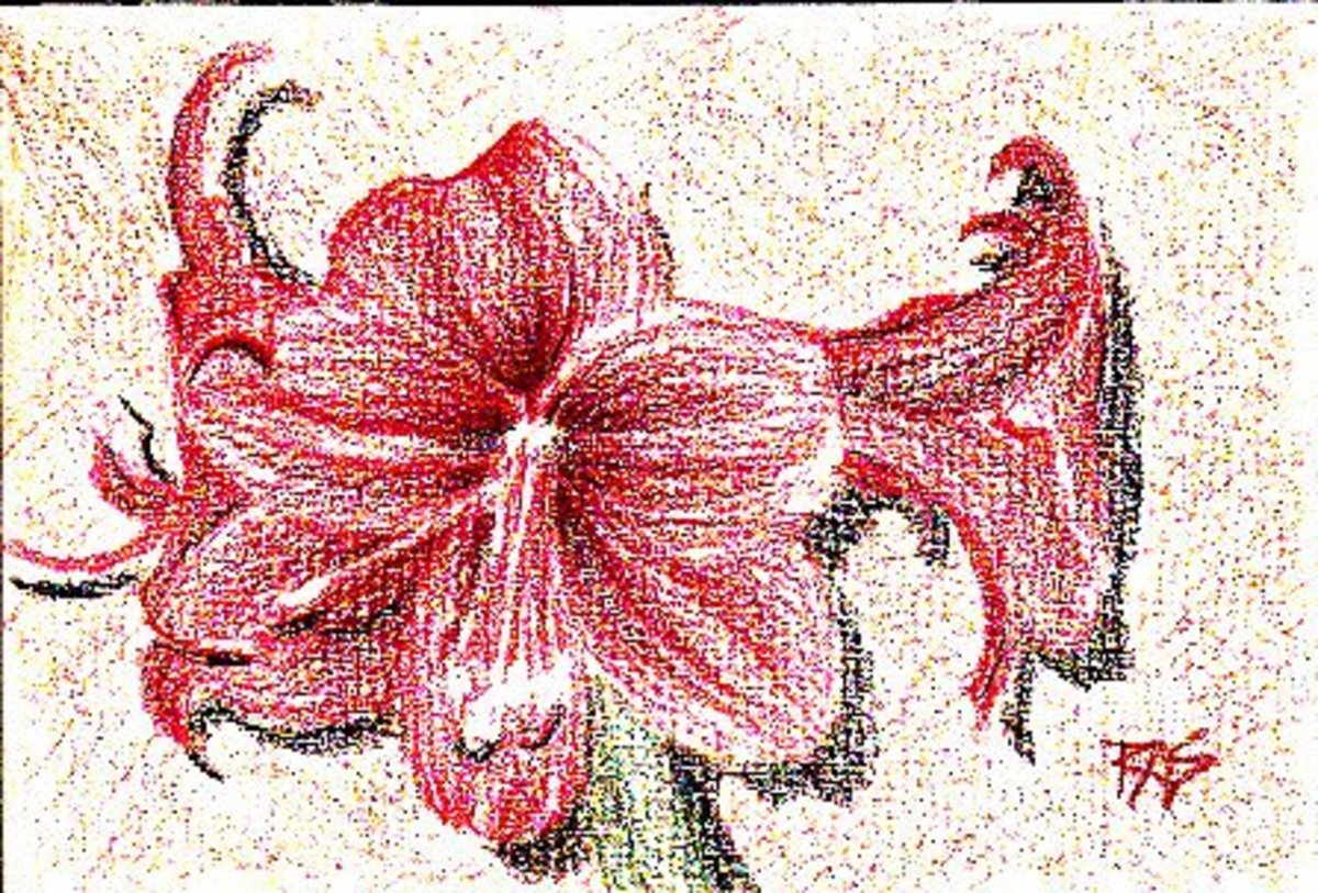 Amaryllis painting dry on watercolor paper, before any wash is added. Robert A. Sloan