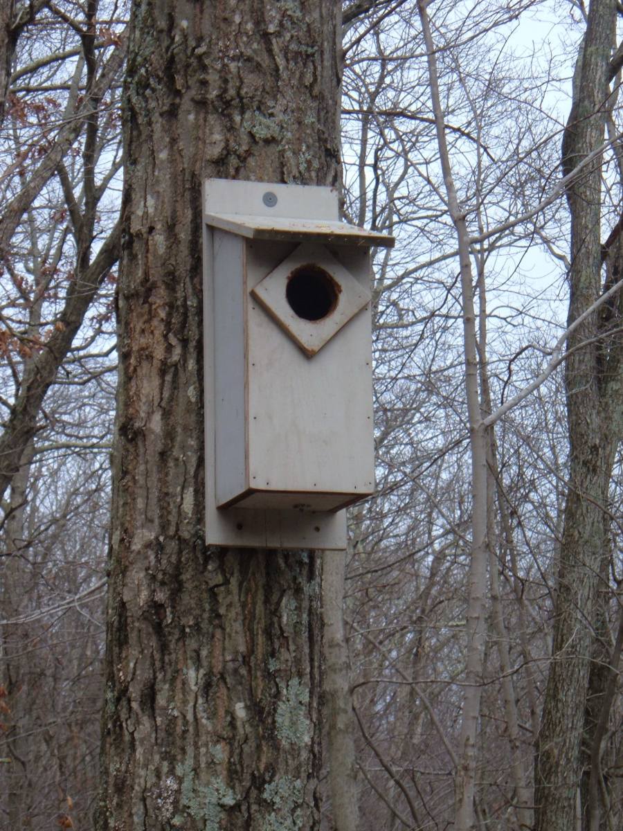 Screech Owl Nest Box