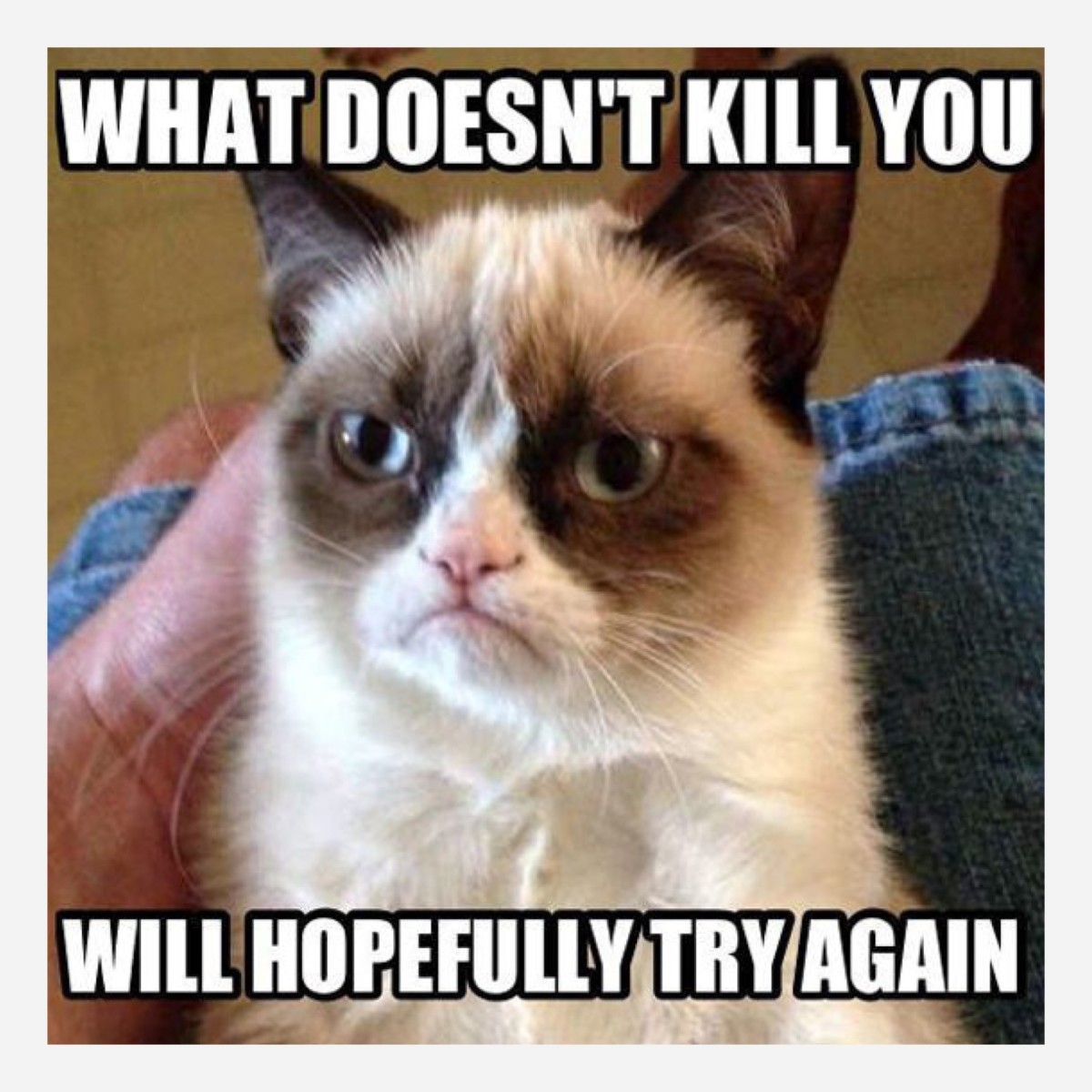 International Internet Sensation Grumpy Cat HubPages International Internet Sensation Grumpy Cat HubPages