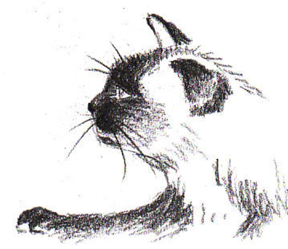 How to Draw a Siamese Cat Profile