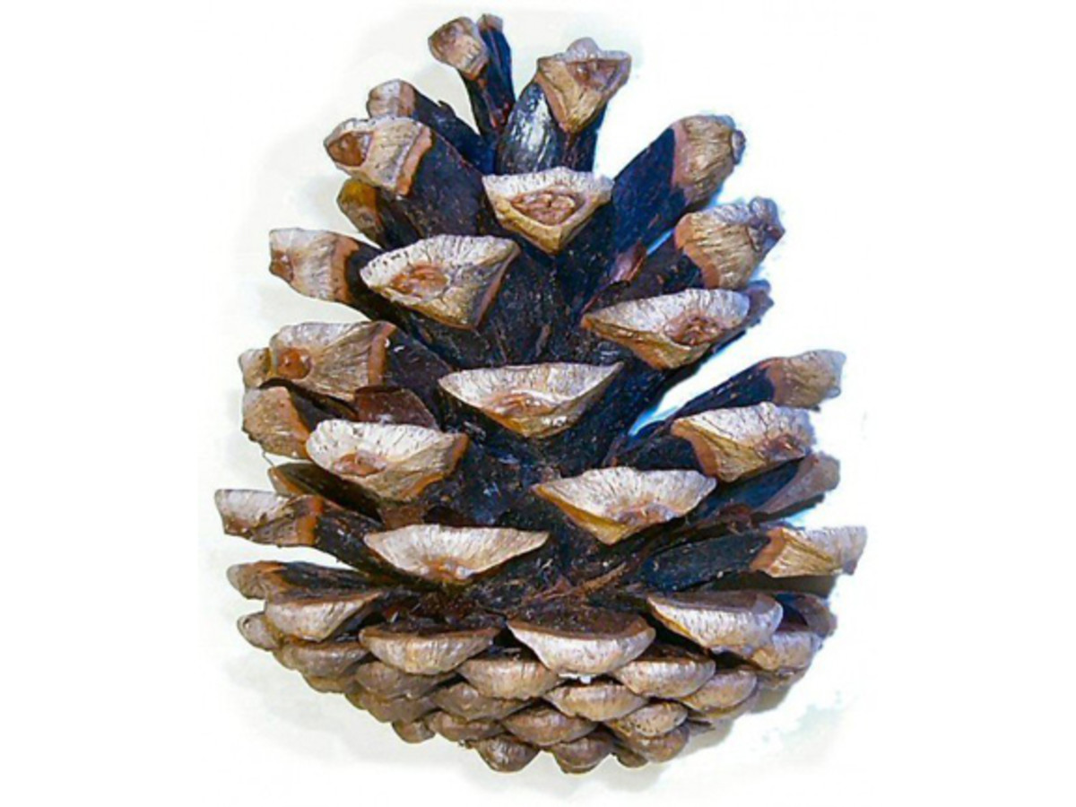 Pine cone crafts. 
