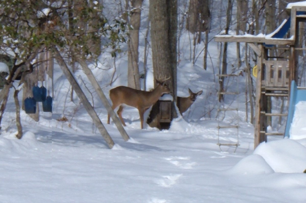 White-tailed deer visiting our backyard wildlife feeder