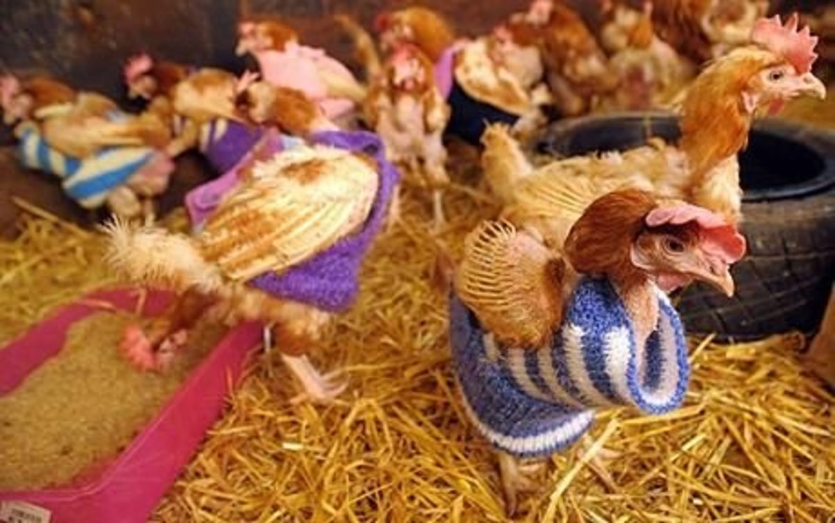 Chickens that are no longer commercially useful need sweaters to stay warm after long and productive lives of egg-laying.