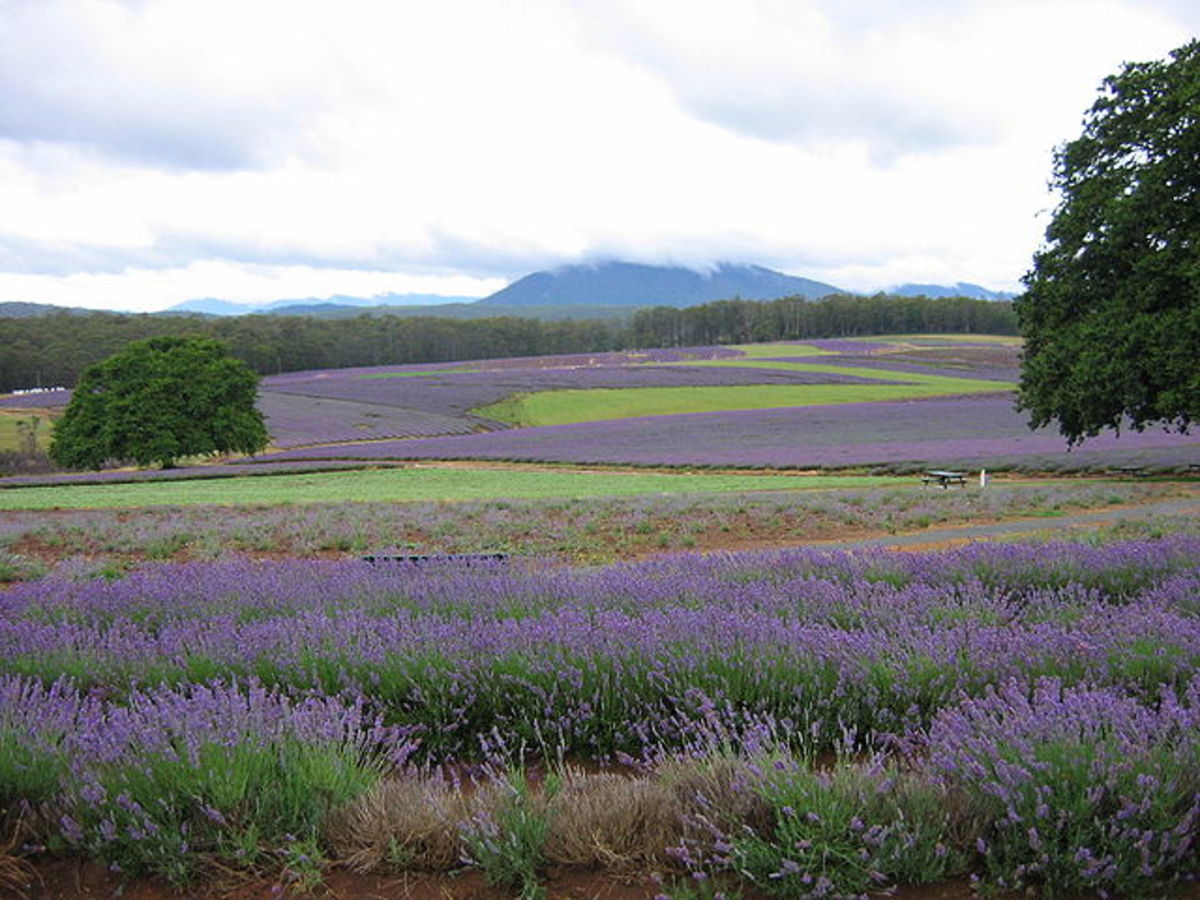 Lavender Fields in Tasmania