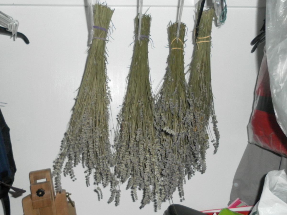 Lavender flowers drying in the closet.