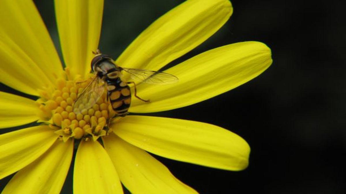 How To Take Great Insect And Spider Photos: Macro Tips - Hubpages