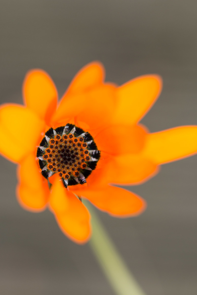 The center of a wildflower, Canon 650D, 100mm F2.8 L IS macro lens.