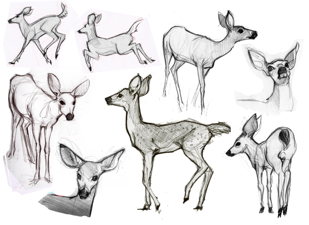 How to Draw Animals - FeltMagnet