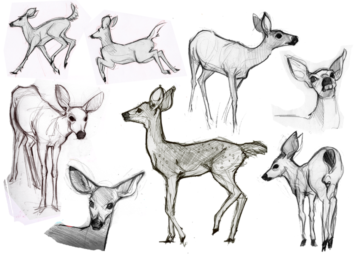 How to Draw Animals