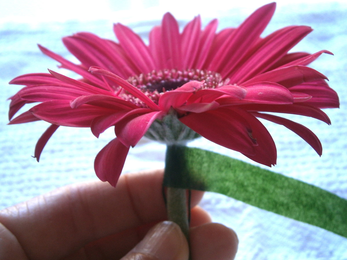 Floral tape should be wound tightly around the stem. 