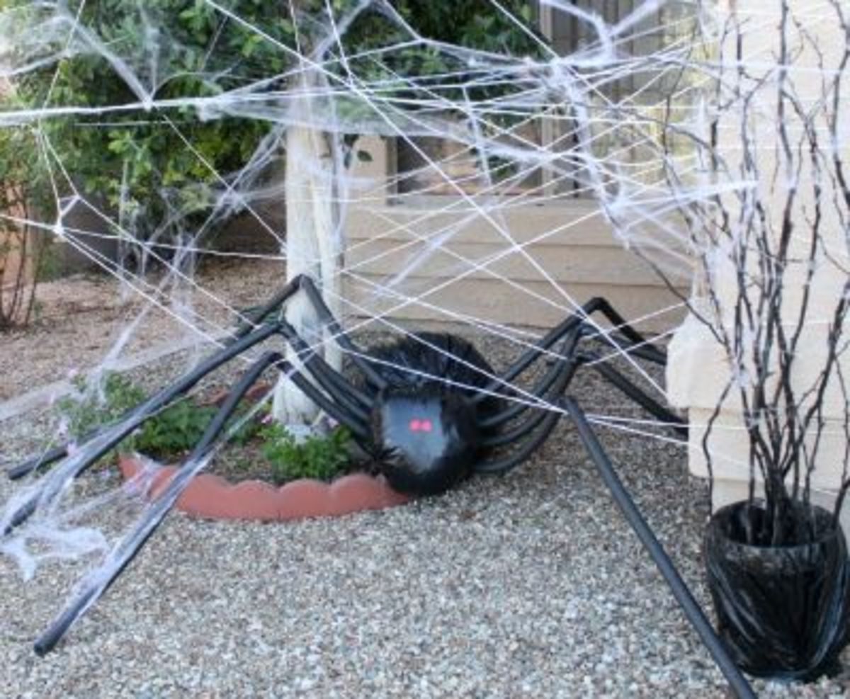 Spider in spiderweb.