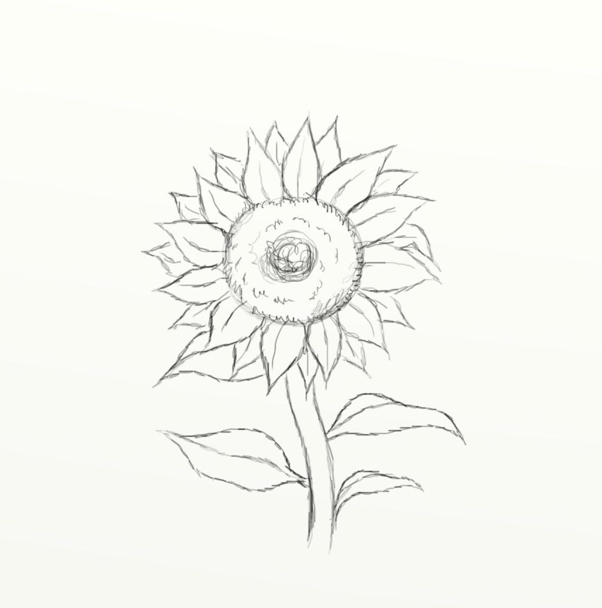 Featured image of post Sun Flower Drawing - Between each petal, draw a pair of shorter, curved.