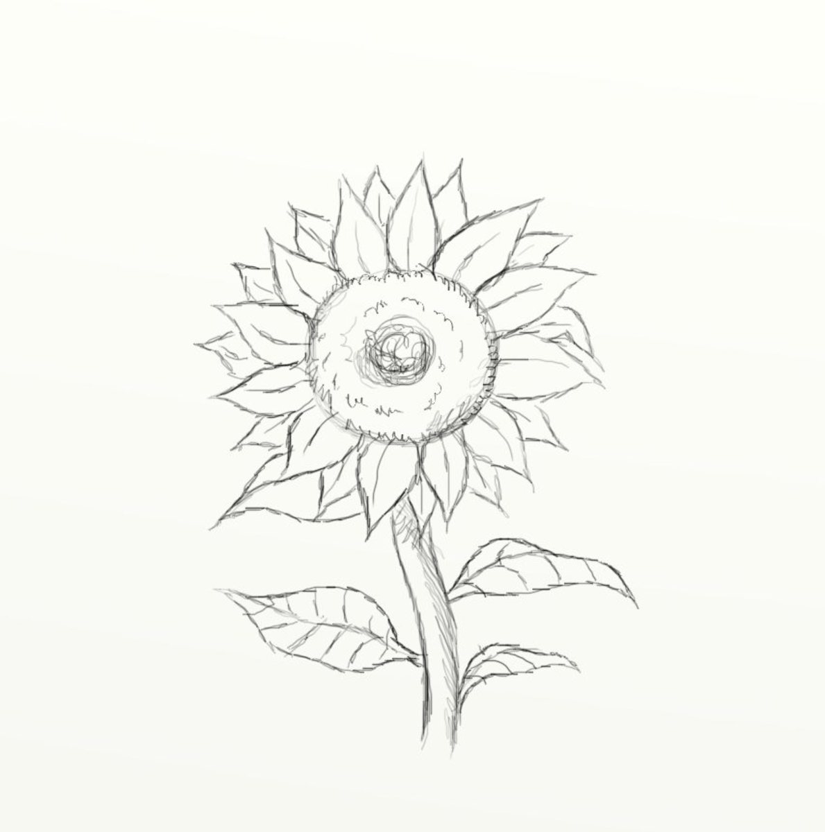 how-to-draw-a-sunflower