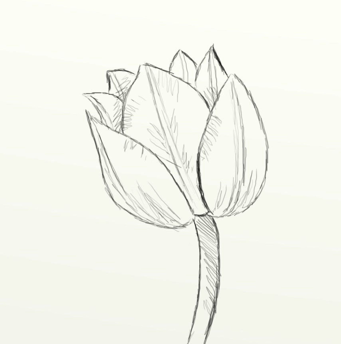 realistic tulip drawing