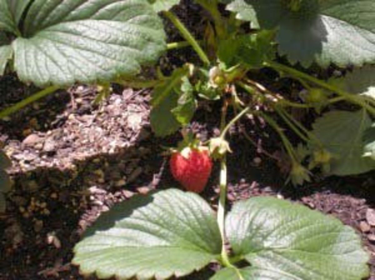 Another great way to utilize your bench is to grow strawberries. You could also plant a combination of things.