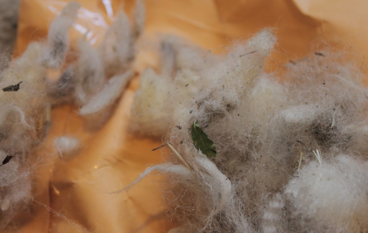 Picking out vegetable matter from wool, before washing.