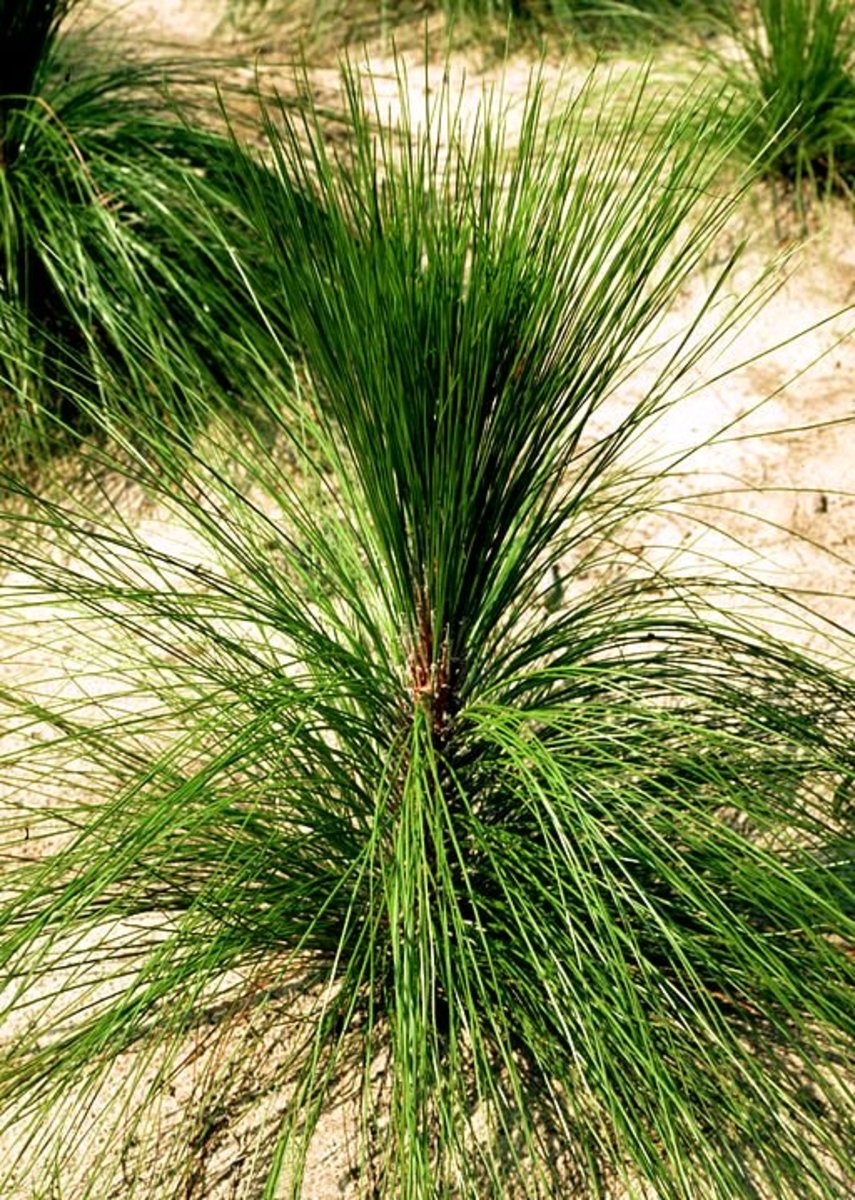 This is a longleaf pine. Its name is well deserved with long needles that reach impressive lengths.