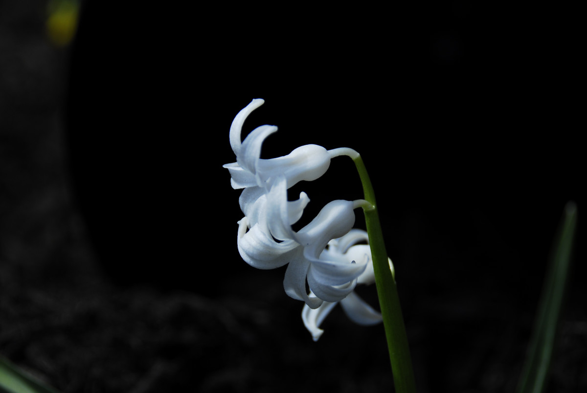 5 Methods to Take Pictures of Flowers With a Black Background - FeltMagnet