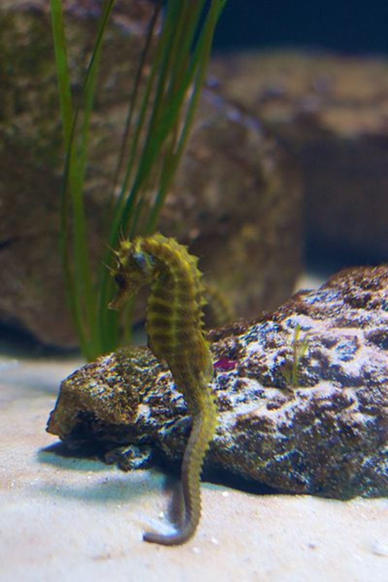 Photo of a seahorse from the London Museum and Aquarium.