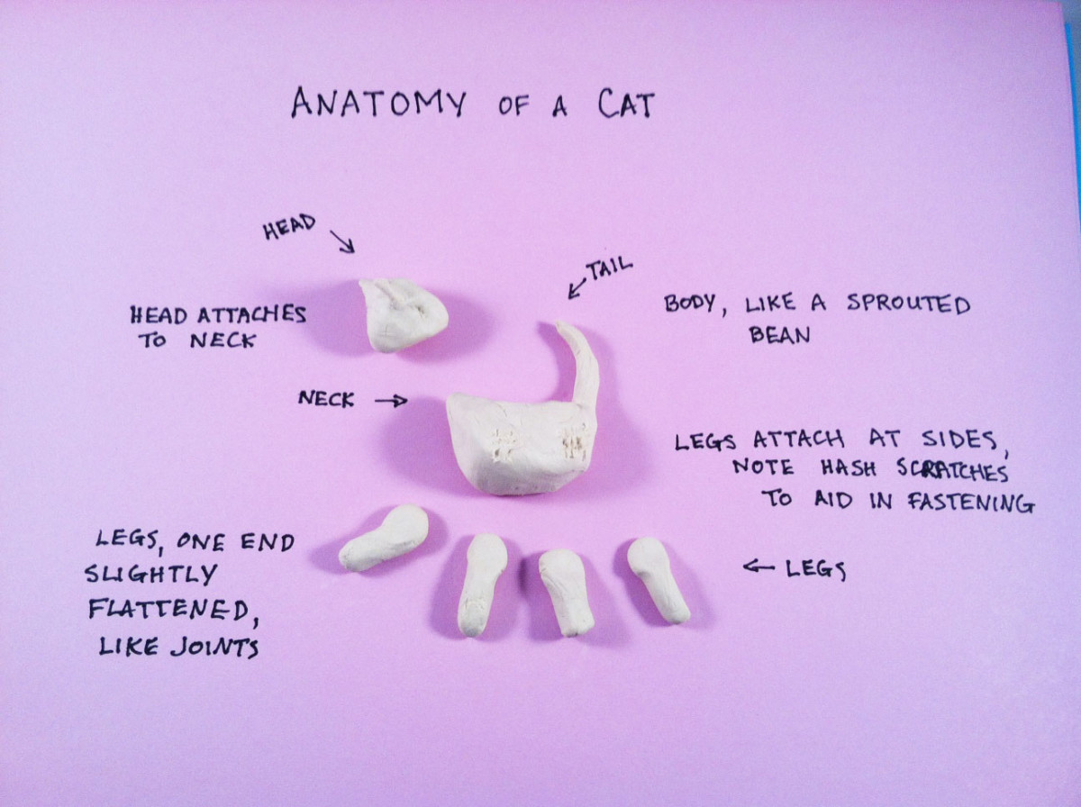 Cat anatomy