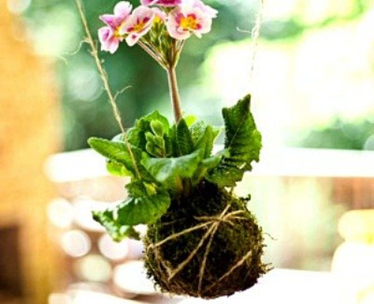41 Outstanding Moss Craft Ideas