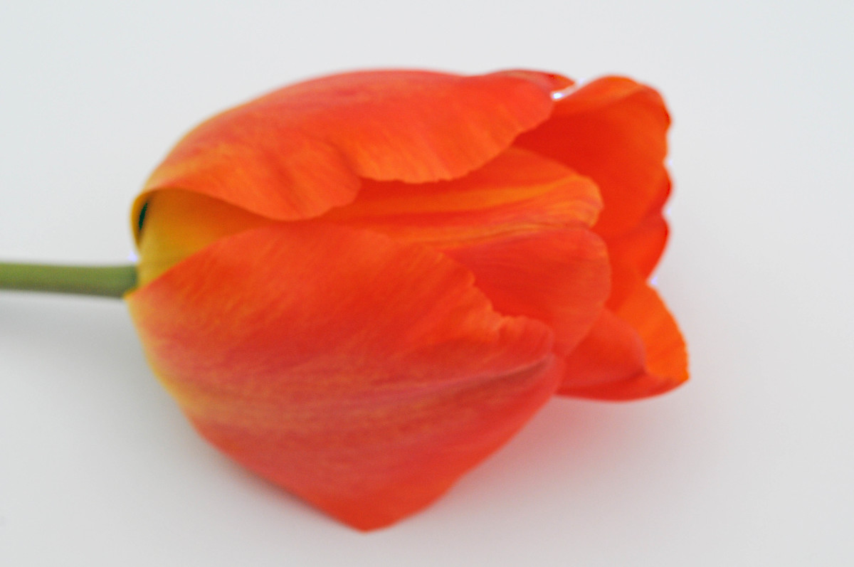 Perfect petals on my sample tulip