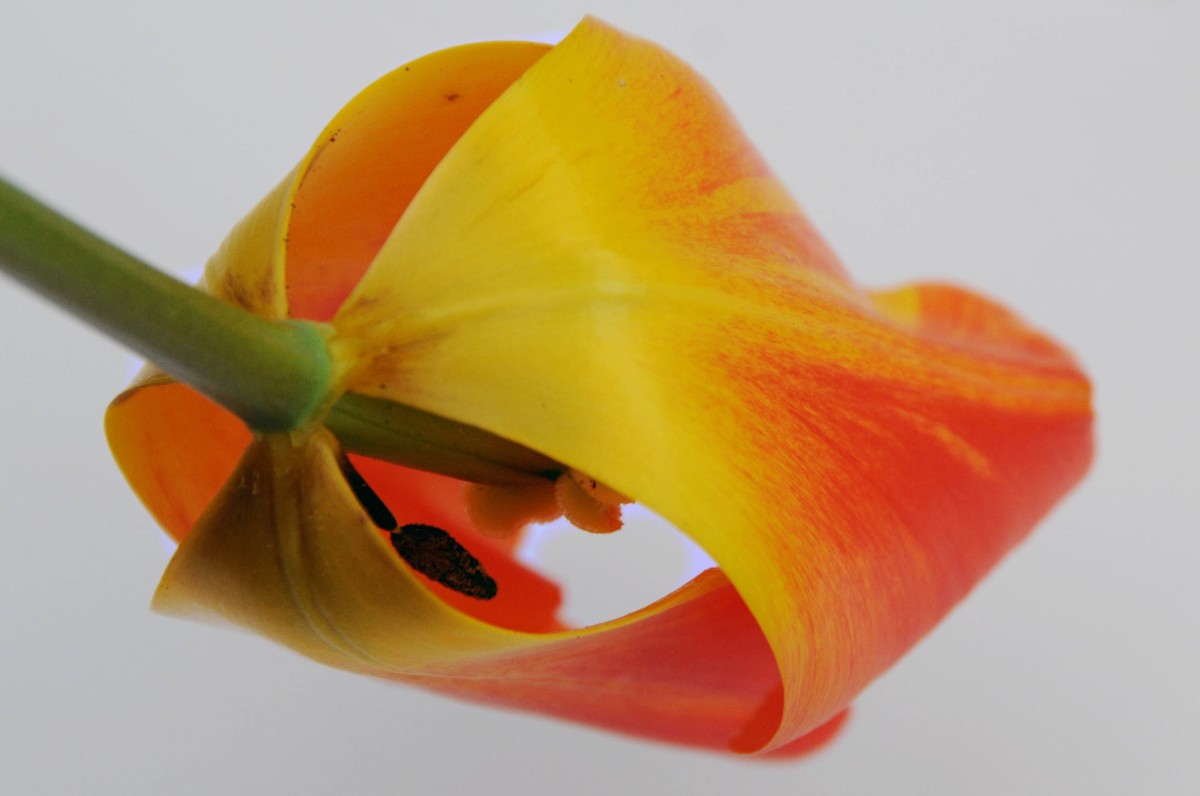 The rear side of the tulip