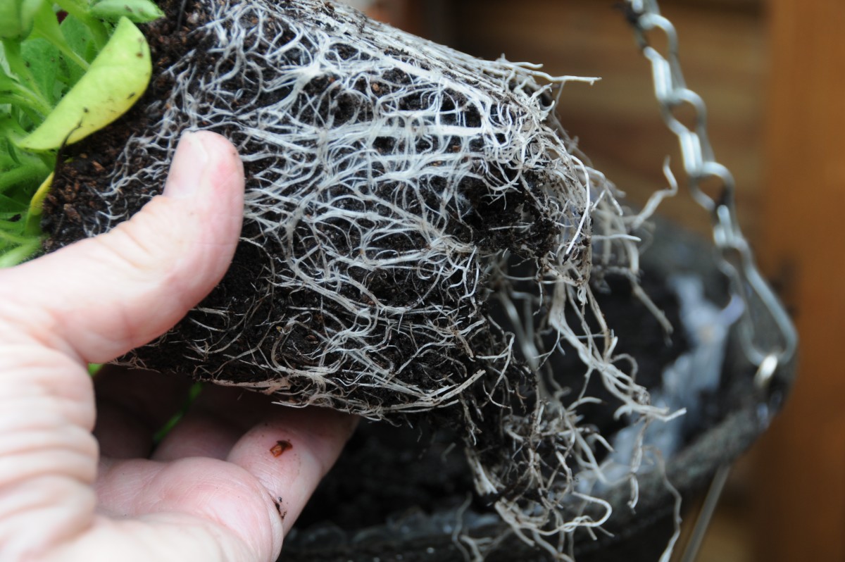Tease out the plant roots before planting.