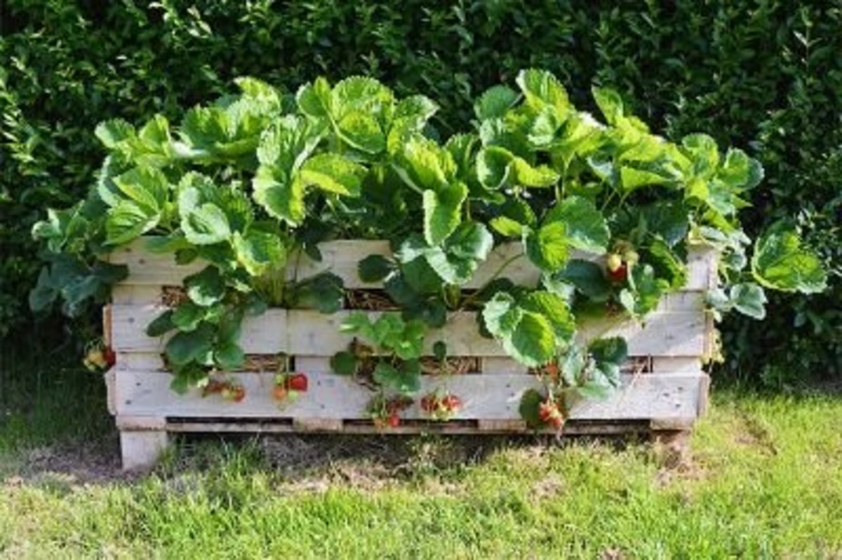 Strawberry Planter Box