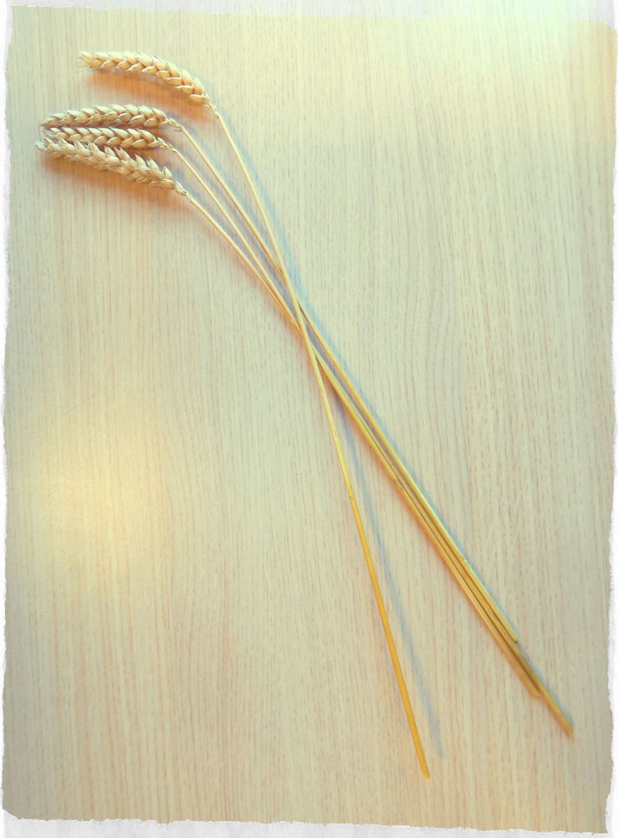 Make sure the wheat has no knots along the stem.