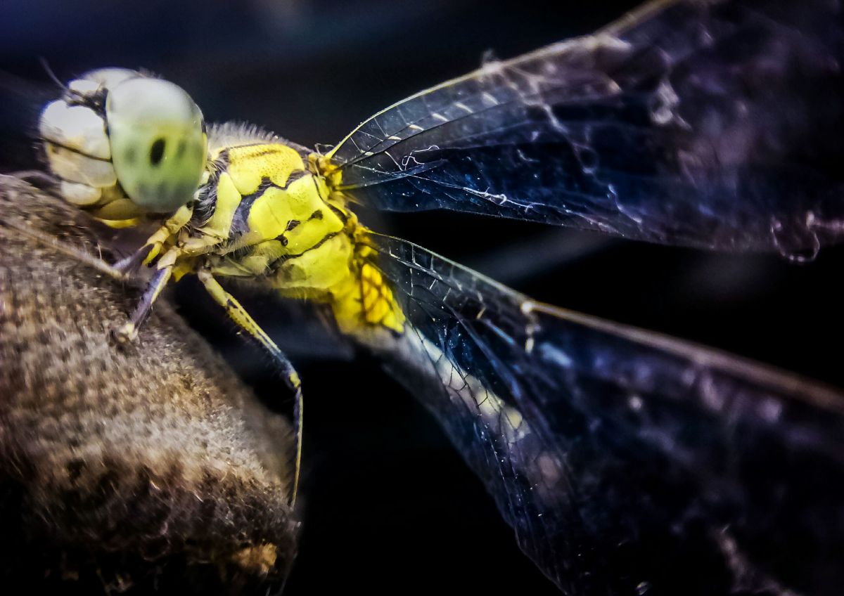 It was night when this dragonfly went in our house   and stayed for a couple of minutes under the florescent lamp.