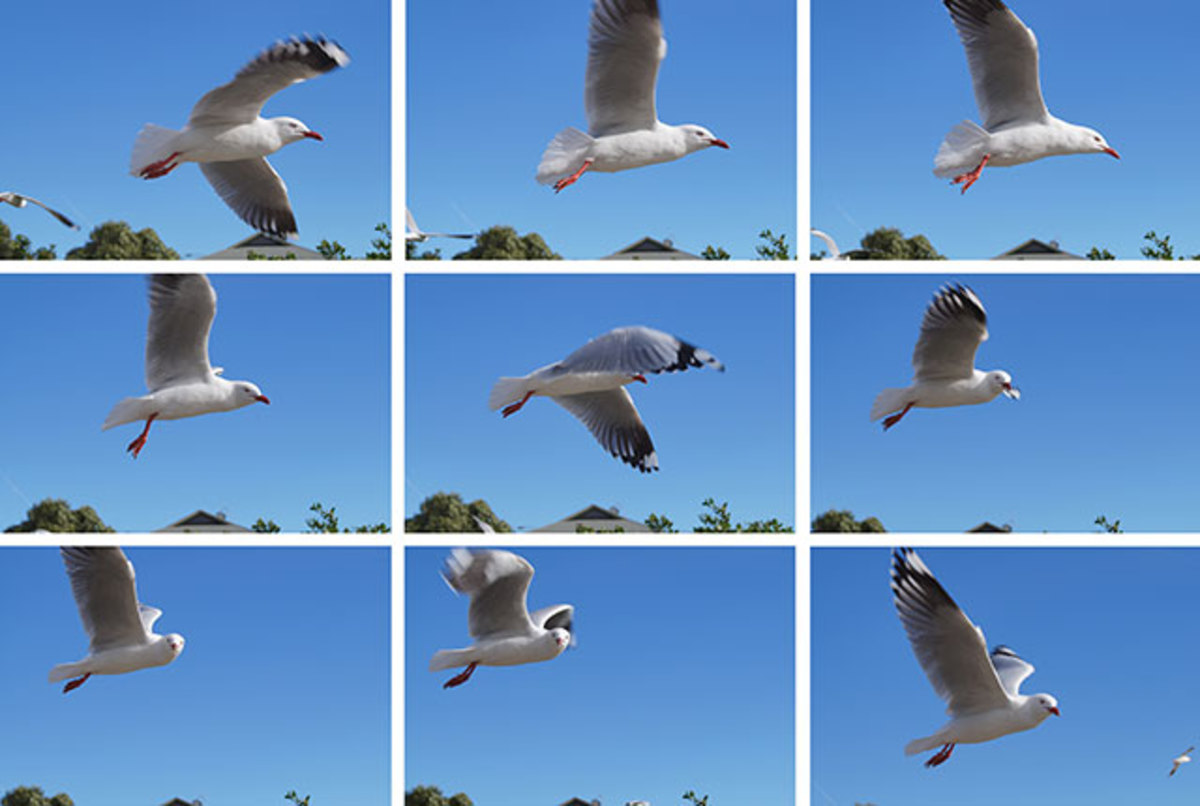 how-to-capture-birds-in-flight-photography-tutorial
